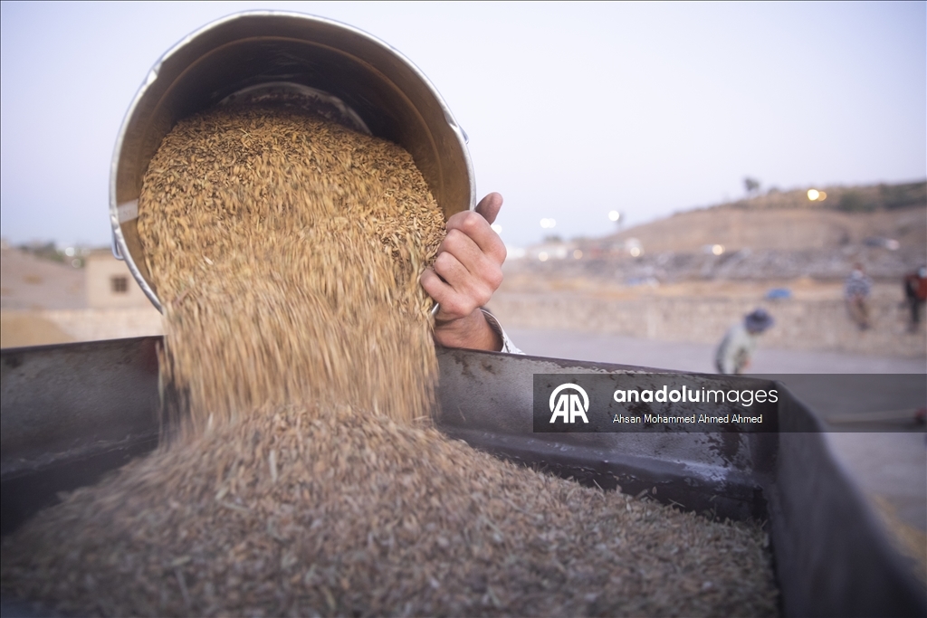 Erbil’in yerli pirinci Iraklıların sofralarına lezzet katıyor