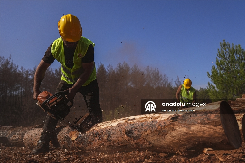 Yanan orman alanları hummalı çalışmayla yeni fidanlara hazırlanıyor