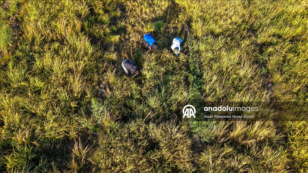 Erbil’in yerli pirinci Iraklıların sofralarına lezzet katıyor