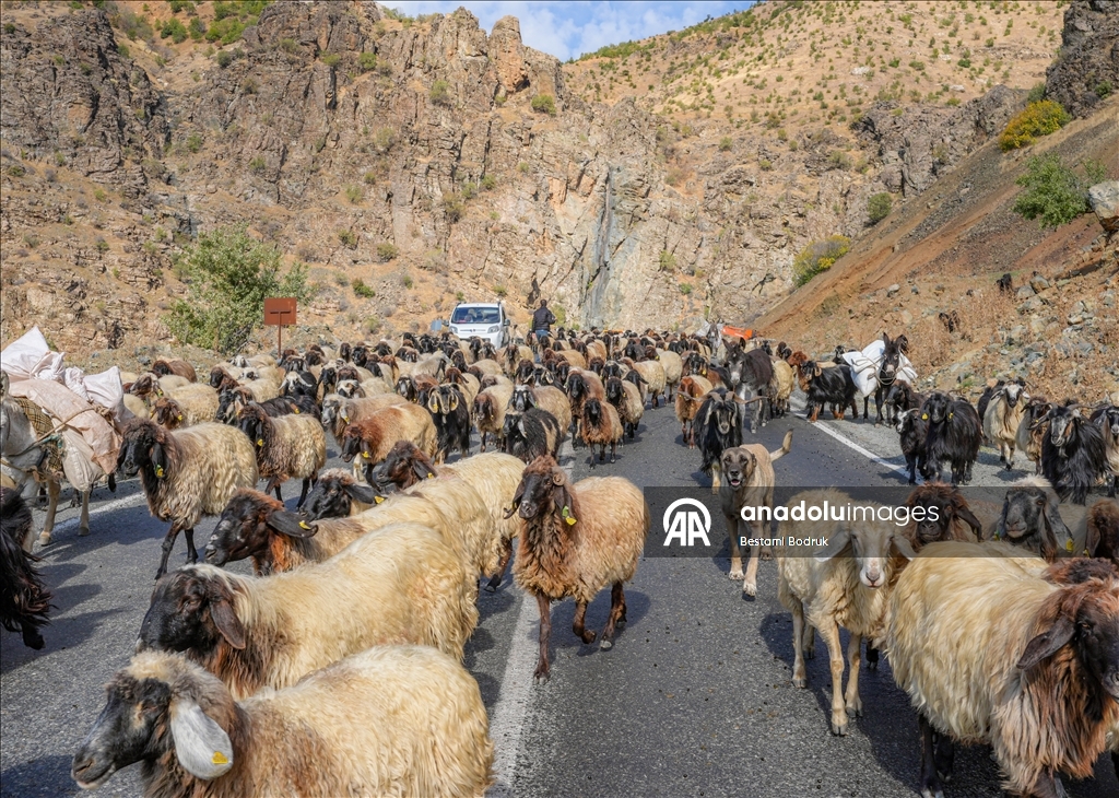 مع اقتراب الشتاء.. رعاة ديار بكر التركية يغادرون المرتفعات