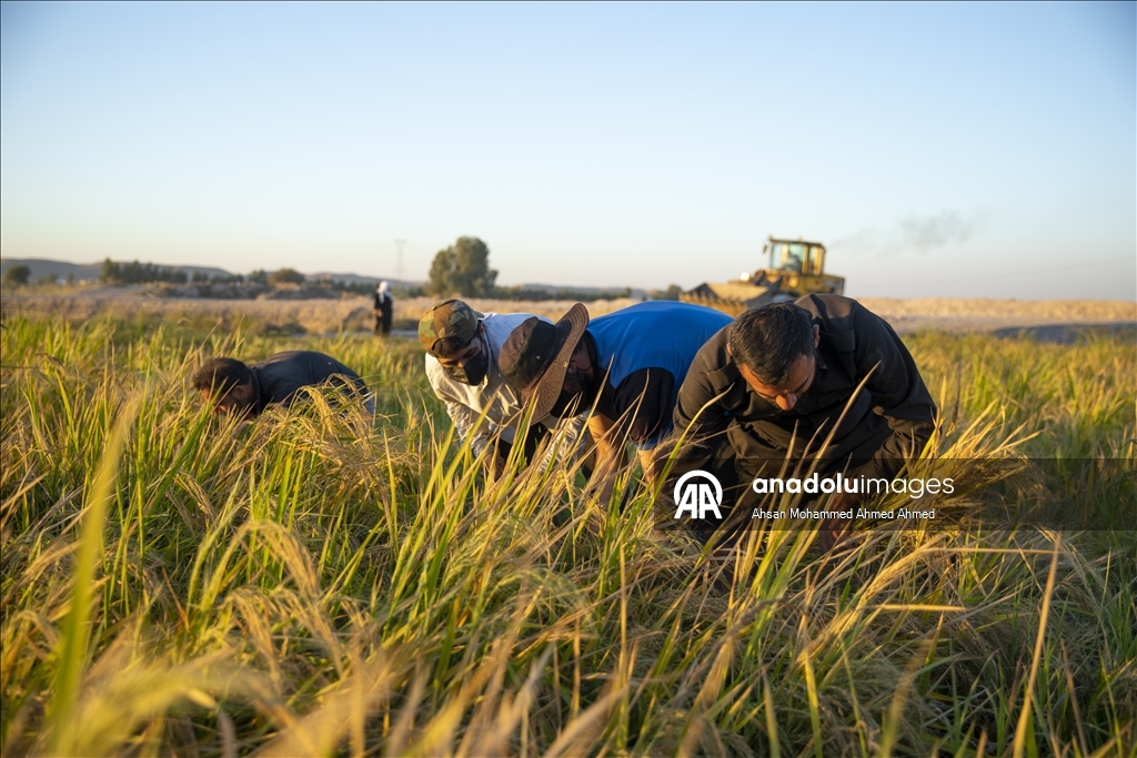 Erbil’in yerli pirinci Iraklıların sofralarına lezzet katıyor
