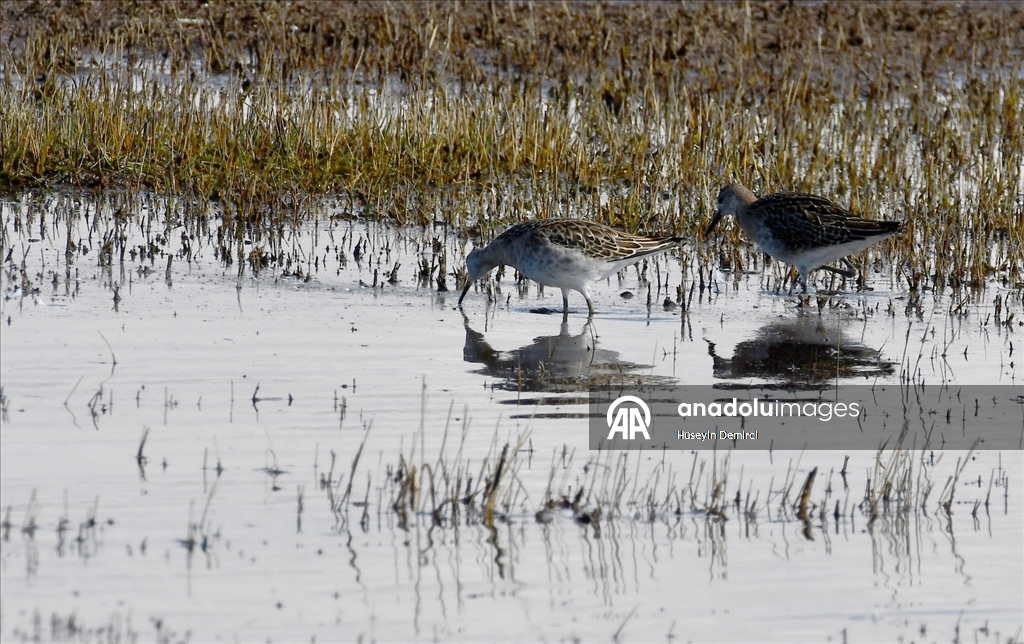 Kars'ta havaların soğumasıyla göçe hazırlanan kuşlar sulak alanlarda görüntülendi