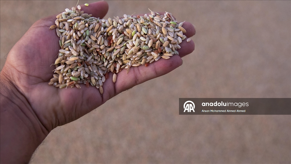 Erbil’in yerli pirinci Iraklıların sofralarına lezzet katıyor