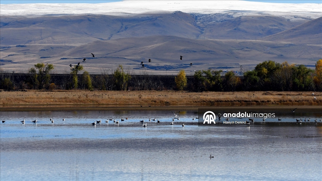 Kars'ta havaların soğumasıyla göçe hazırlanan kuşlar sulak alanlarda görüntülendi