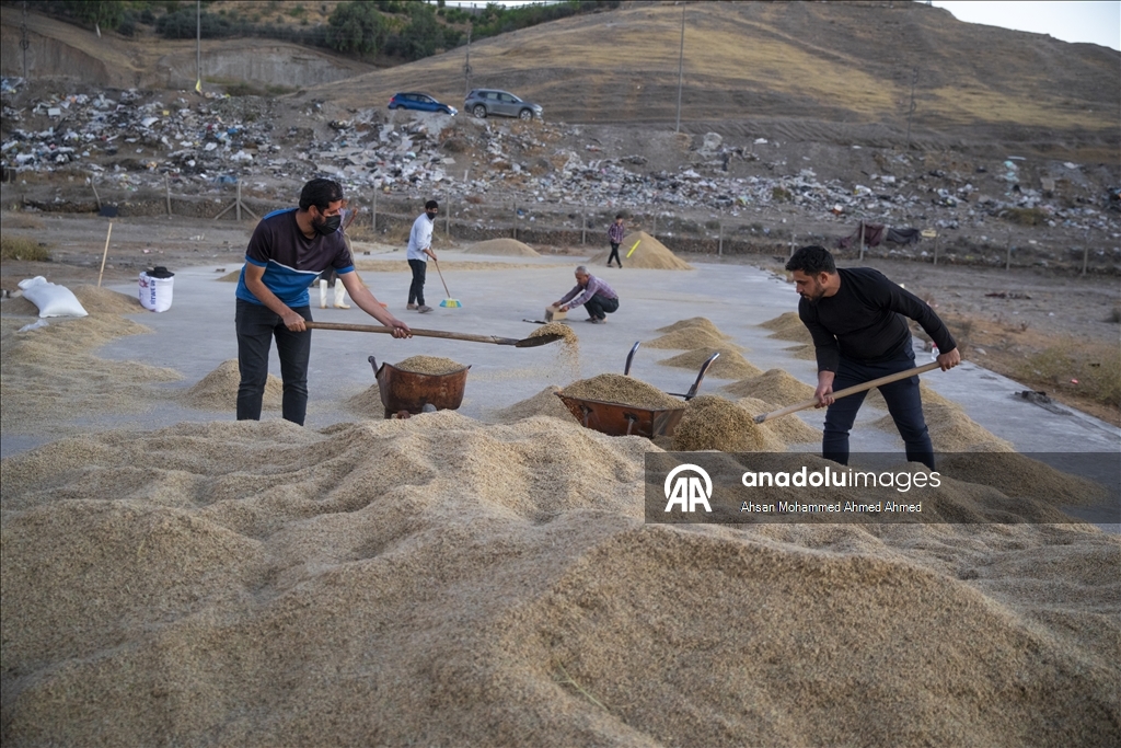 Erbil’in yerli pirinci Iraklıların sofralarına lezzet katıyor
