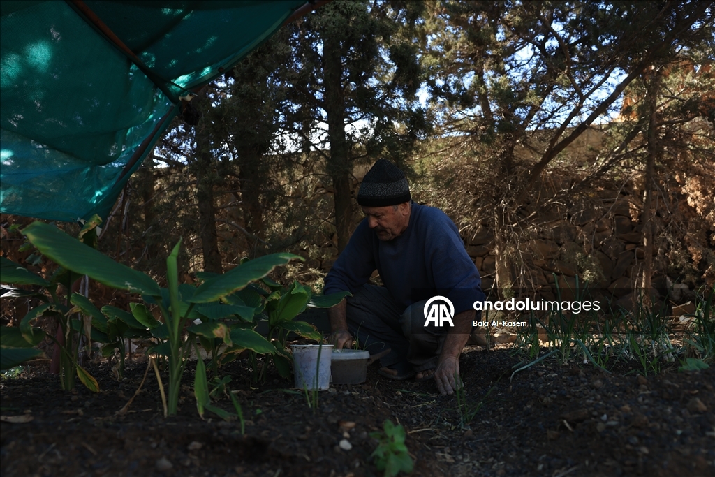 السوري رجب يرعى نباتات نادرة ويخشى عليها من تهديدات إسرائيل