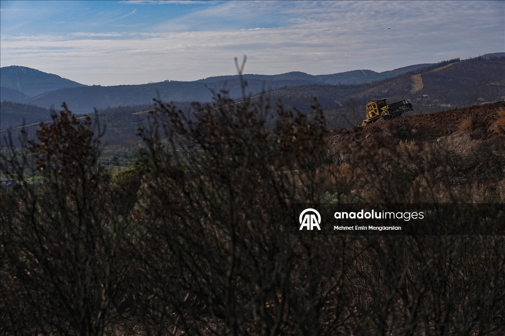 Yanan orman alanları hummalı çalışmayla yeni fidanlara hazırlanıyor