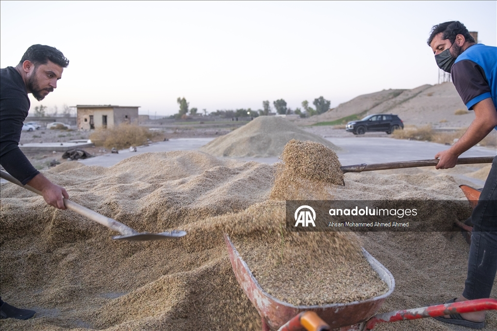 Erbil’in yerli pirinci Iraklıların sofralarına lezzet katıyor