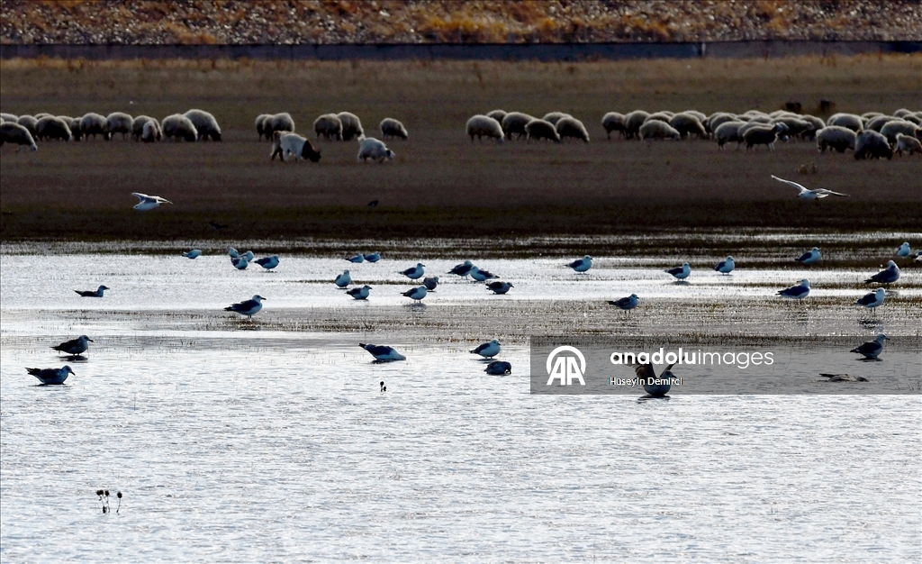 Kars'ta havaların soğumasıyla göçe hazırlanan kuşlar sulak alanlarda görüntülendi