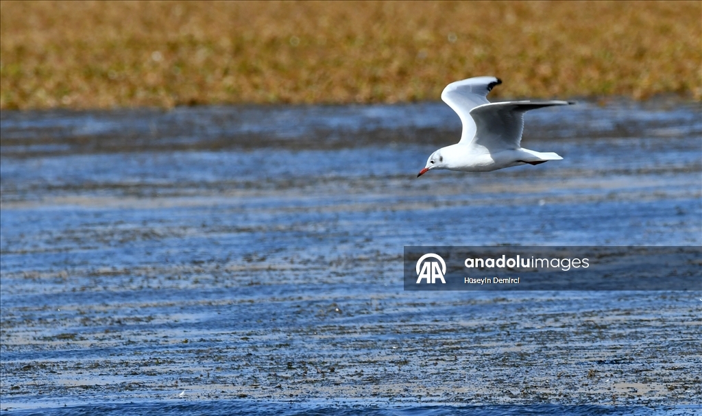 Kars'ta havaların soğumasıyla göçe hazırlanan kuşlar sulak alanlarda görüntülendi