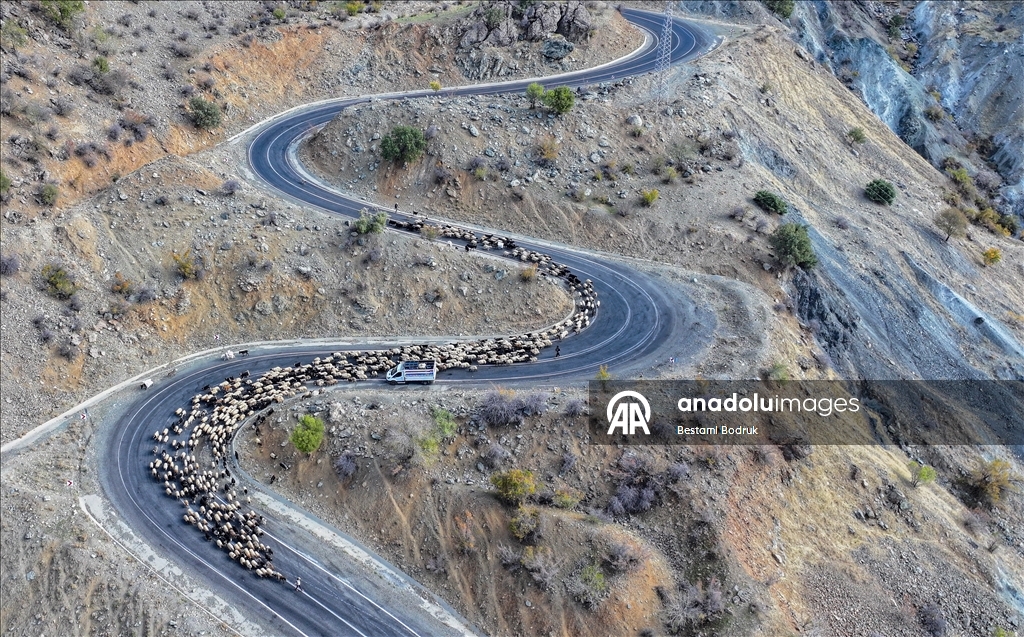 مع اقتراب الشتاء.. رعاة ديار بكر التركية يغادرون المرتفعات