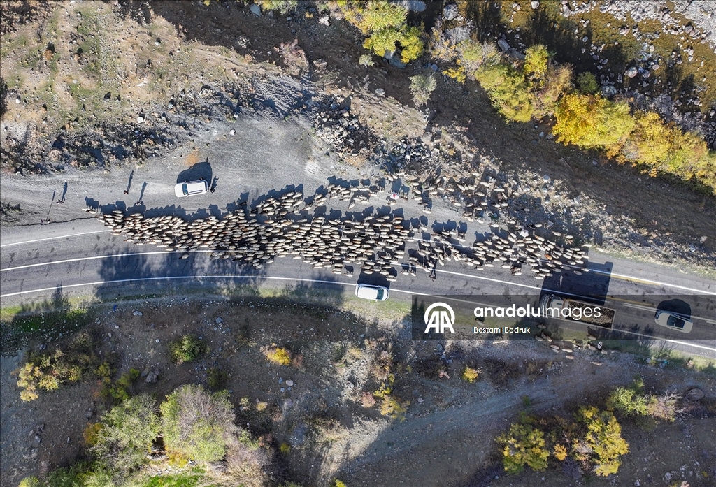 مع اقتراب الشتاء.. رعاة ديار بكر التركية يغادرون المرتفعات