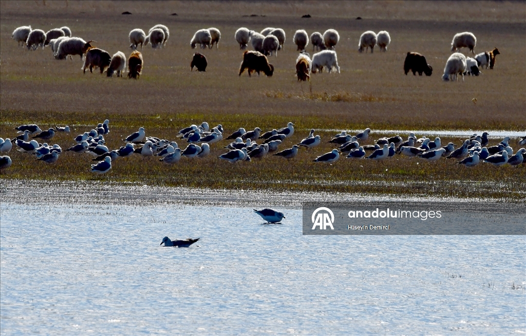 Kars'ta havaların soğumasıyla göçe hazırlanan kuşlar sulak alanlarda görüntülendi
