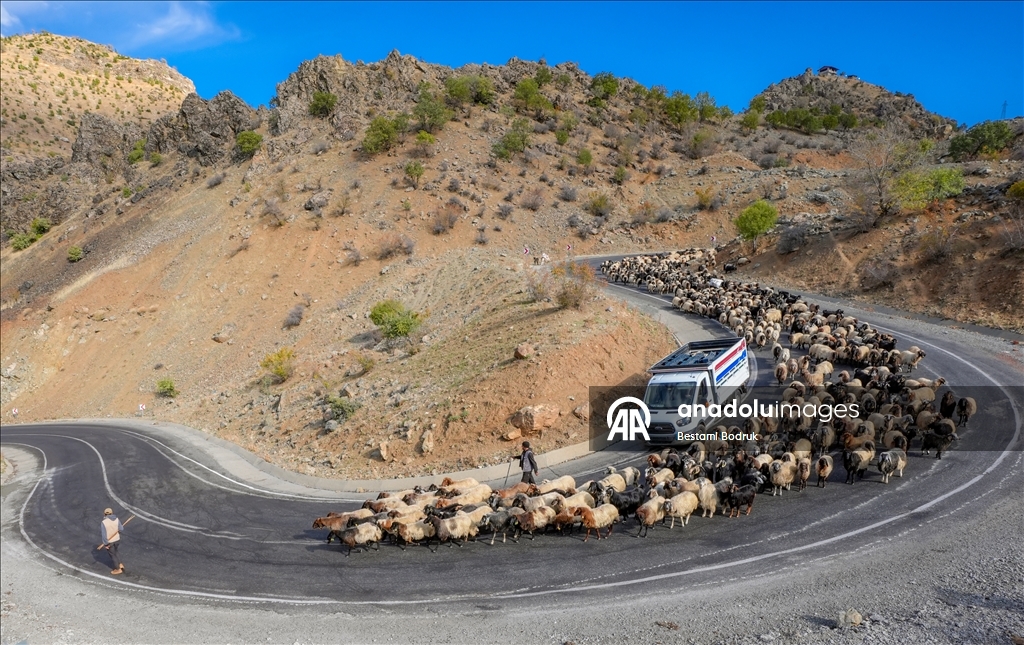 مع اقتراب الشتاء.. رعاة ديار بكر التركية يغادرون المرتفعات