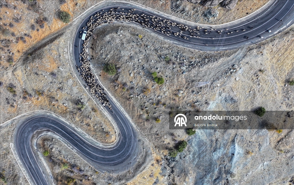 مع اقتراب الشتاء.. رعاة ديار بكر التركية يغادرون المرتفعات