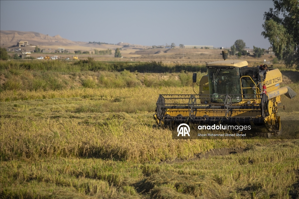 Erbil’in yerli pirinci Iraklıların sofralarına lezzet katıyor