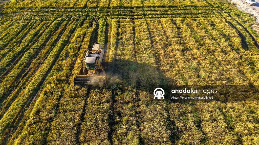 Erbil’in yerli pirinci Iraklıların sofralarına lezzet katıyor