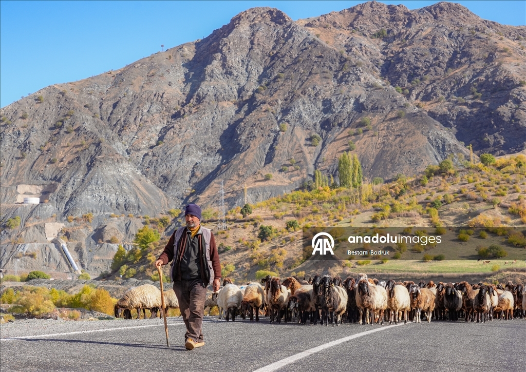 مع اقتراب الشتاء.. رعاة ديار بكر التركية يغادرون المرتفعات