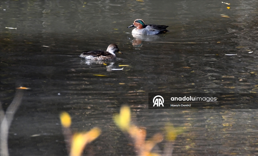 Kars'ta havaların soğumasıyla göçe hazırlanan kuşlar sulak alanlarda görüntülendi