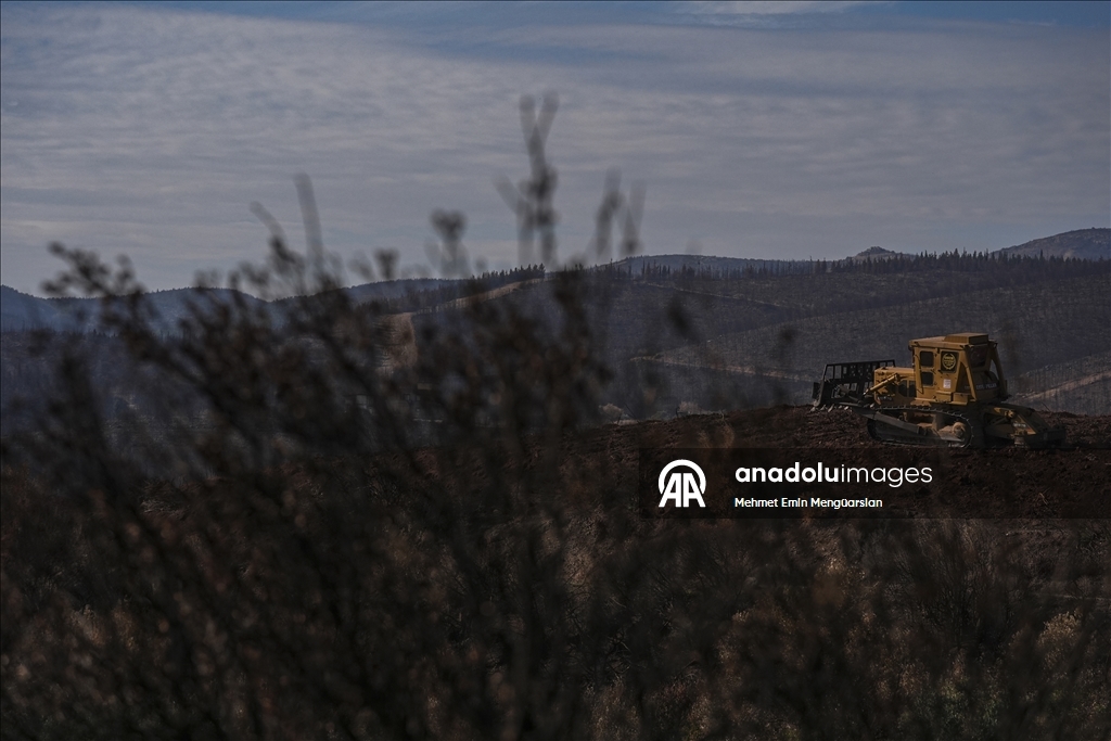 Yanan orman alanları hummalı çalışmayla yeni fidanlara hazırlanıyor