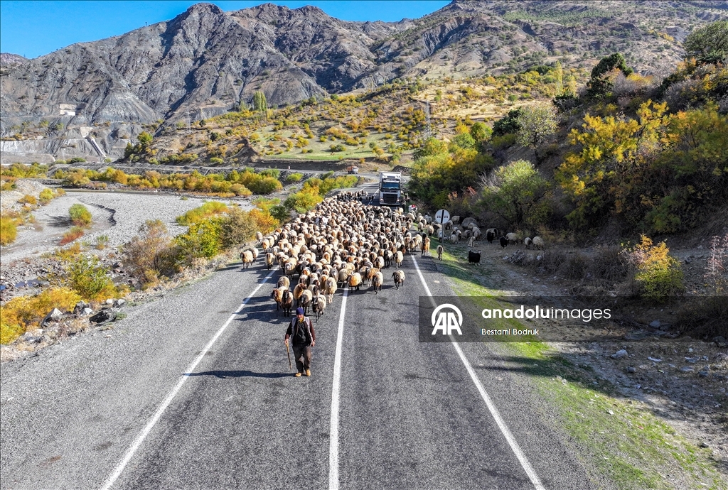 مع اقتراب الشتاء.. رعاة ديار بكر التركية يغادرون المرتفعات