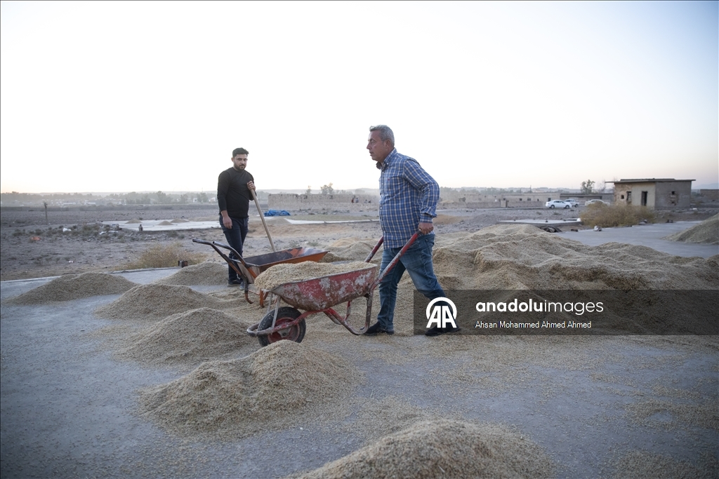 Erbil’in yerli pirinci Iraklıların sofralarına lezzet katıyor
