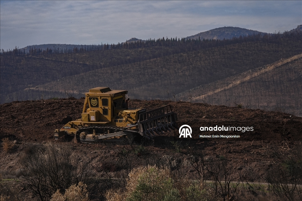 Yanan orman alanları hummalı çalışmayla yeni fidanlara hazırlanıyor