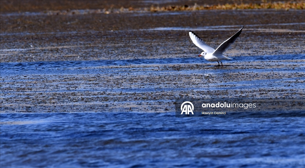 Kars'ta havaların soğumasıyla göçe hazırlanan kuşlar sulak alanlarda görüntülendi