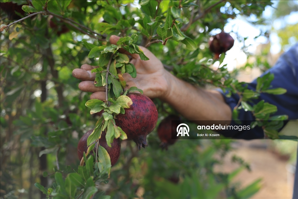 السوري رجب يرعى نباتات نادرة ويخشى عليها من تهديدات إسرائيل