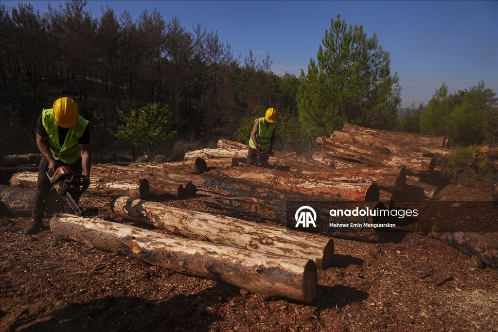 Yanan orman alanları hummalı çalışmayla yeni fidanlara hazırlanıyor