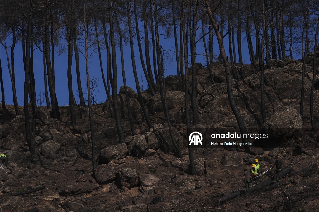 Yanan orman alanları hummalı çalışmayla yeni fidanlara hazırlanıyor