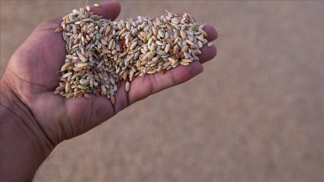  Erbil’in yerli pirinci Iraklıların sofralarına lezzet katıyor