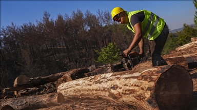 Yanan orman alanları hummalı çalışmayla yeni fidanlara hazırlanıyor
