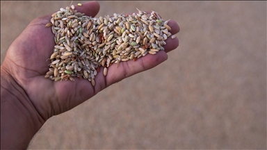  Erbil’in yerli pirinci Iraklıların sofralarına lezzet katıyor