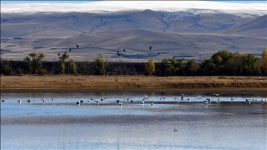 Kars'ta havaların soğumasıyla göçe hazırlanan kuşlar sulak alanlarda görüntülendi