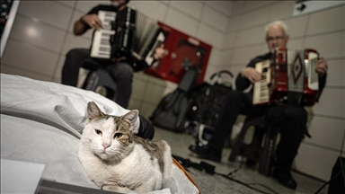 Sirkeci'de sokak sanatçılarına eşlik eden kedi yürekleri ısıtıyor