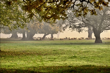 بحيرة إفتيني بدوزجة التركية.. جنة الطيور النائمة في حضن الضباب