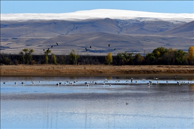 الطيور المهاجرة تتوقف شرقي تركيا للتزود بالطاقة في محطات طبيعية