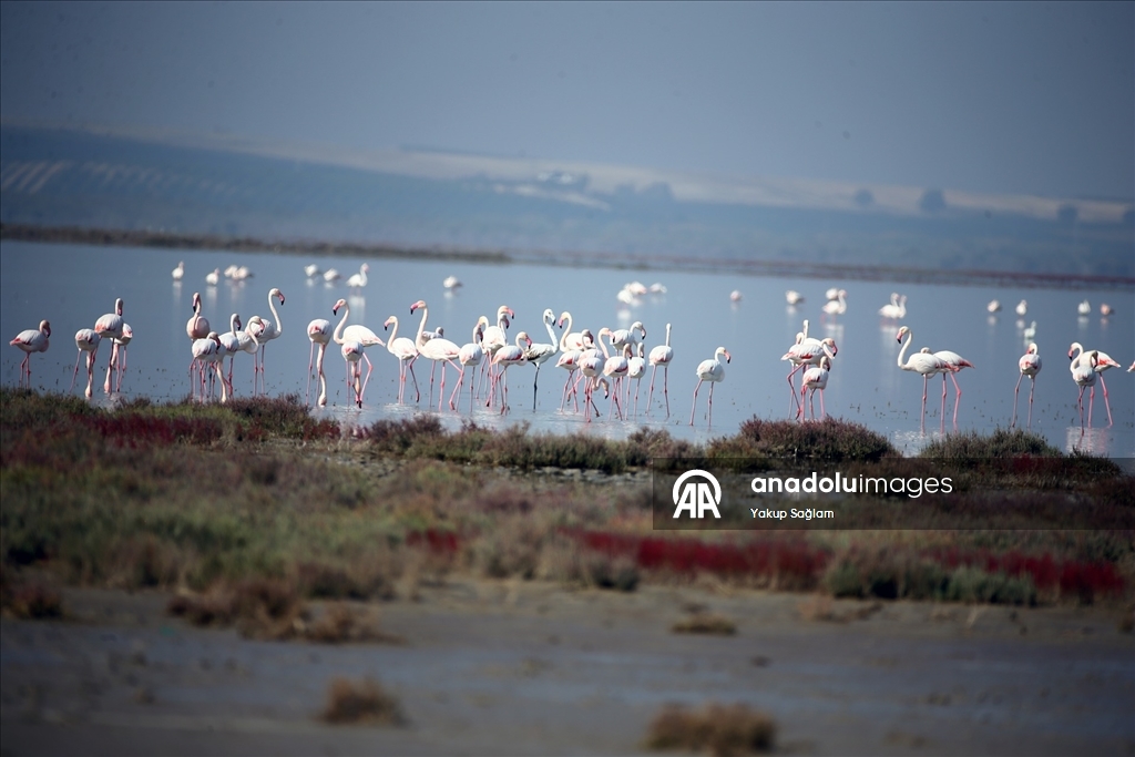 Yumurtalık Lagünü farklı türlerdeki canlılara yaşam alanı sunuyor