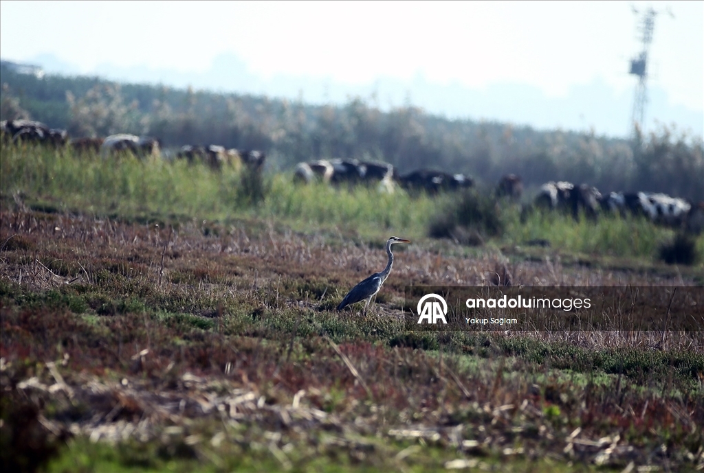 Yumurtalık Lagünü farklı türlerdeki canlılara yaşam alanı sunuyor