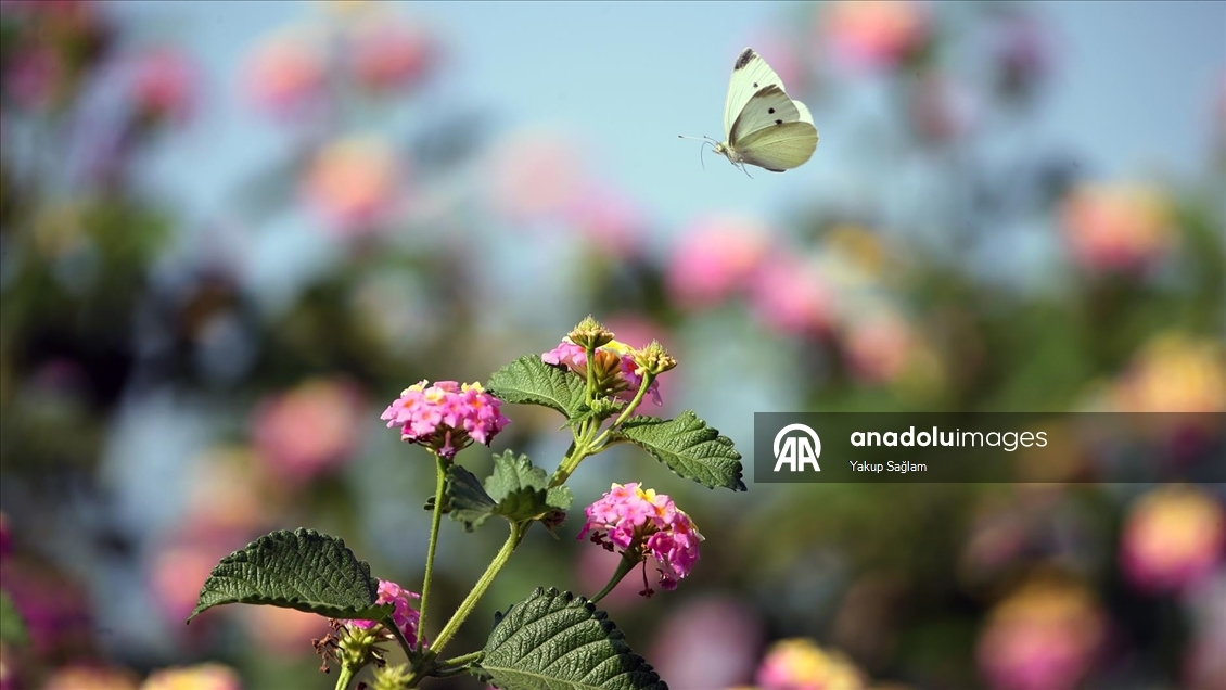 Yumurtalık Lagünü farklı türlerdeki canlılara yaşam alanı sunuyor