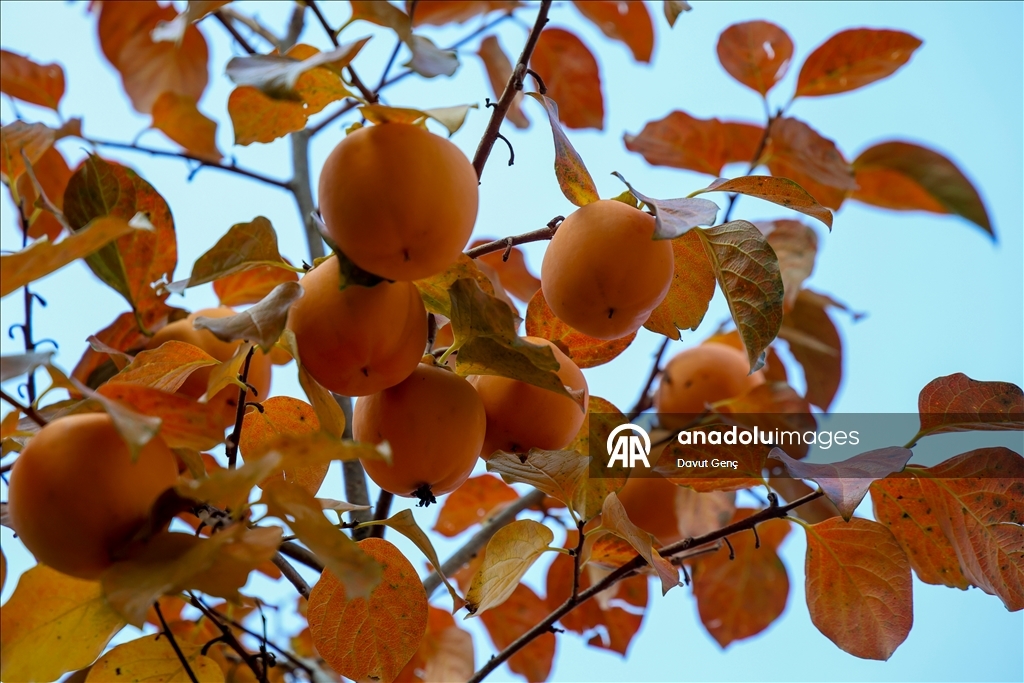 نساء كوجة علي يرفعن شهرة "برسيمون" في أسواق تركيا