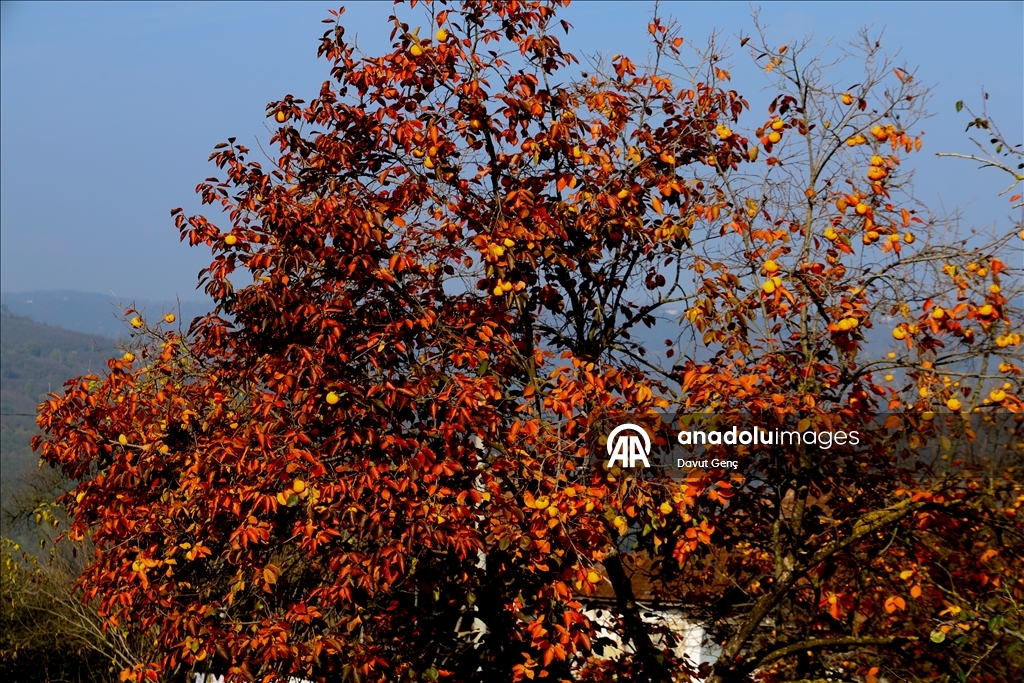 نساء كوجة علي يرفعن شهرة "برسيمون" في أسواق تركيا