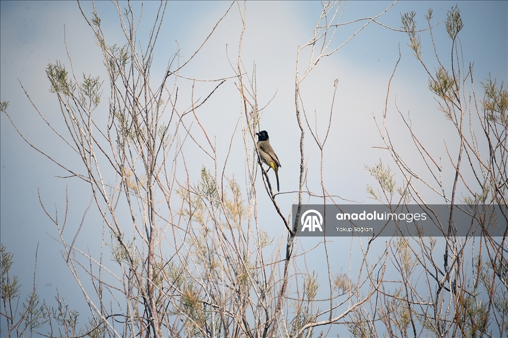 Лагуна Юмурталык предоставляет среду обитания для различных видов животных