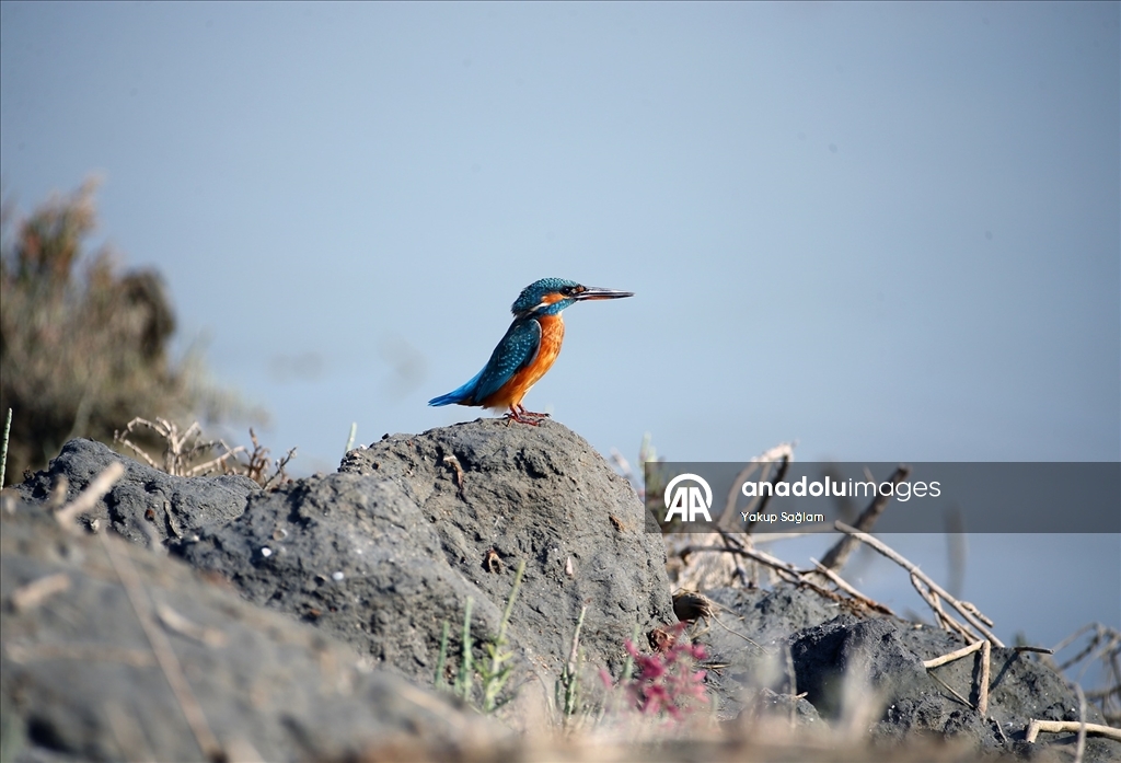 Yumurtalık Lagünü farklı türlerdeki canlılara yaşam alanı sunuyor