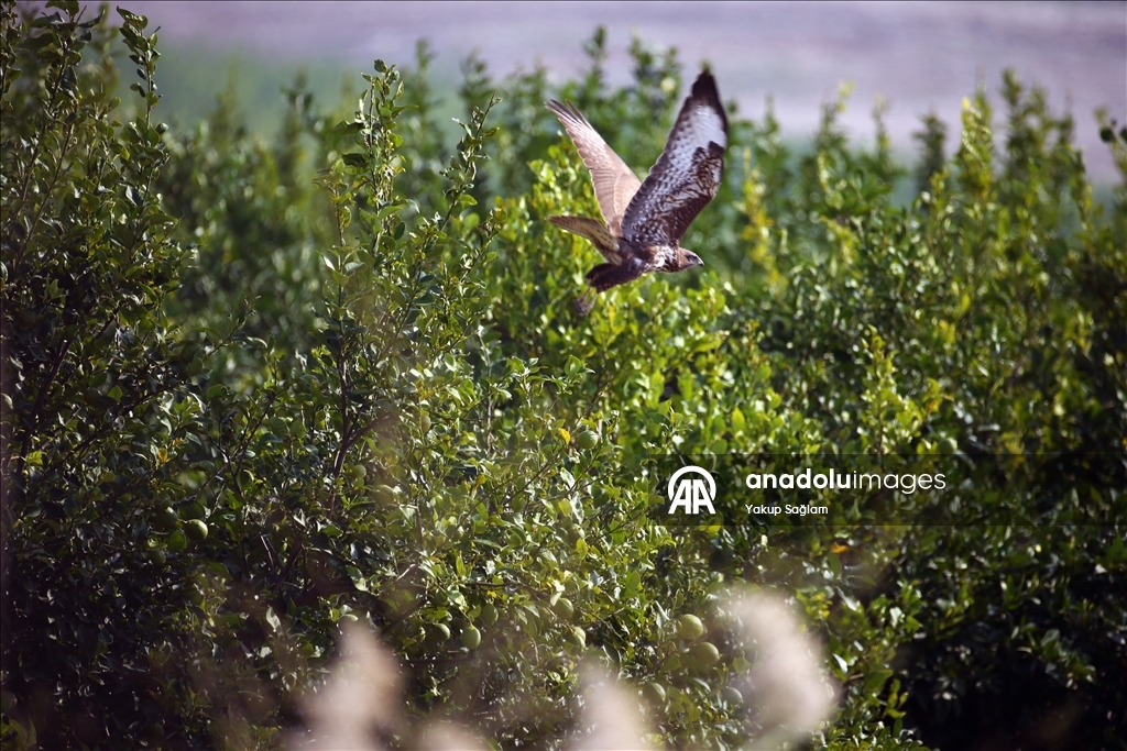 Лагуна Юмурталык предоставляет среду обитания для различных видов животных