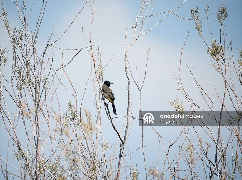 Лагуна Юмурталык предоставляет среду обитания для различных видов животных