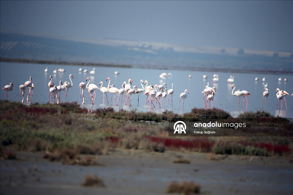 Лагуна Юмурталык предоставляет среду обитания для различных видов животных