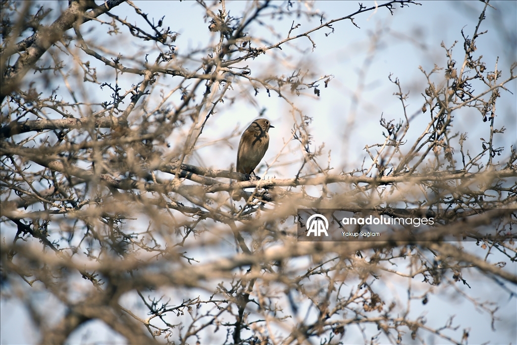 Лагуна Юмурталык предоставляет среду обитания для различных видов животных