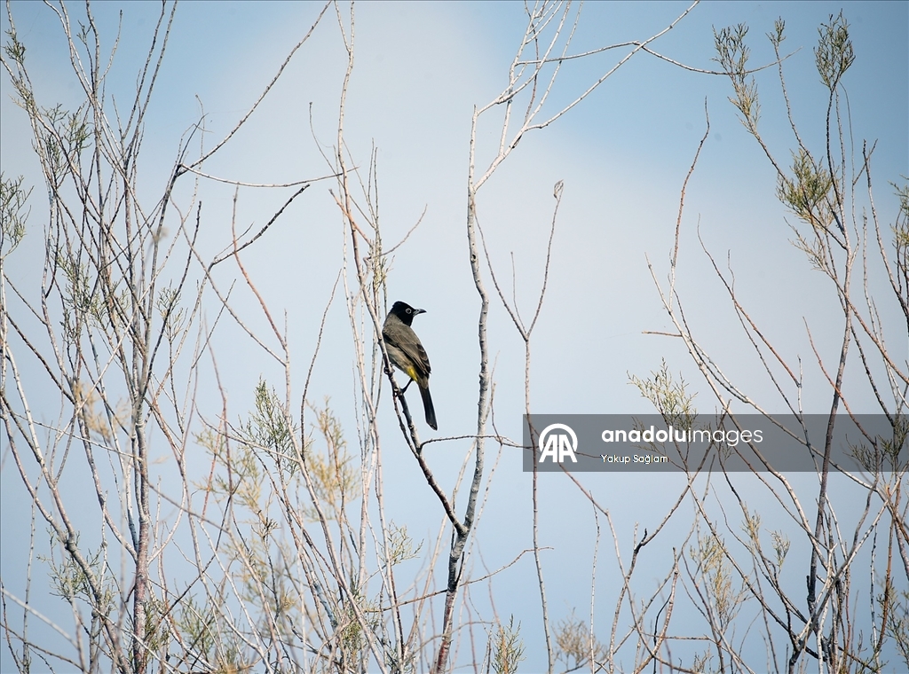 Yumurtalık Lagünü farklı türlerdeki canlılara yaşam alanı sunuyor